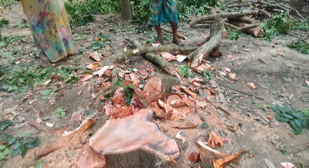 কাশিয়ানীতে বিরোধপূর্ণ জমির গাছ কেটে নিয়েছে প্রতিপক্ষ